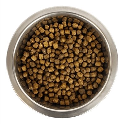Yourdog Chien Fran&ccedil;ais Blanc Et Orange Pup 12 KG
