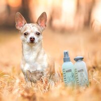 Hondenverzorgingsset shampoo en spray 2 x 250 ml