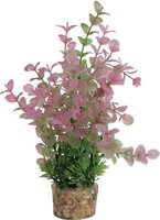 Zolux Ornament Pastic Plant Op Stenen Vrolijk Assorti 20X10X10 CM