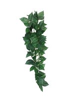 Komodo Sumatra Hanging Vine 40 CM