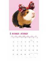 Merkloos Kalender Cavia&#039;s Studio 2025 30X30 CM