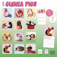 Merkloos Kalender Cavia&#039;s Studio 2025 30X30 CM