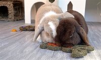 Naturals Rosewood Naturals Carrot &#039;N&#039; Forage Bunny 19 CM