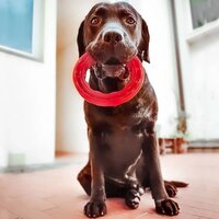 Kauwspeeltje voor honden Smile large 20x18x4 cm rood