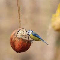 Best For Birds Kokosnoot Gevuld Met Vet 350 GR