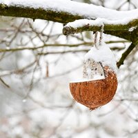 Best For Birds Kokosnoot Gevuld Met Vet 350 GR