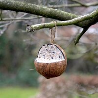 Best For Birds Kokosnoot Gevuld Met Vet 350 GR