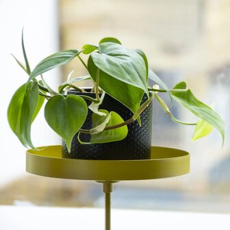 Plantenblad met klem rond M goudkleurig