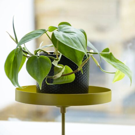 Plantenblad met klem rond M goudkleurig